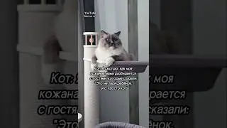 когда сказали, что кот это не мой ребёнок 🤪😂