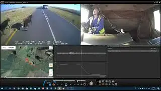 Defensive driving, he did warn the cow