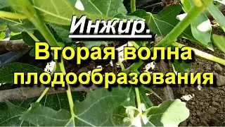 Инжир. Часть 1. Ожог соком. Сорта - середнячки. 2022 06 23