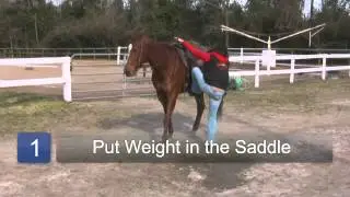 How to Train Your Beginner Horse