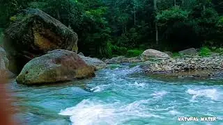 Relaxing Forest River Flow & Birdsong | Nature Sounds for Focus, Calm, and Deep Sleep