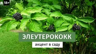 Элеутерококк сидячецветковый.
