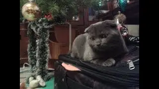 Шотландский котенок Бося (Босс) - и Новый Год, Елка