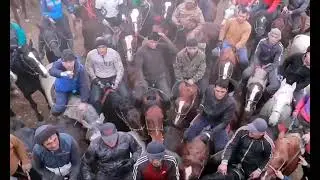 БУЗКАШИ🐴🐴 6.01.2024 Канибодом ОХИР БА НОМИ АСО човандоз