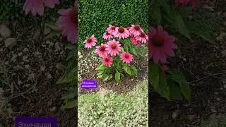 07.08.24г🌹Красивенные.