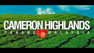 CAMERON HIGHLANDS 🇲🇾 [4K]