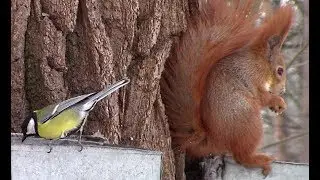 Синички с белками на кормушках || Squirrels and birds on feeders