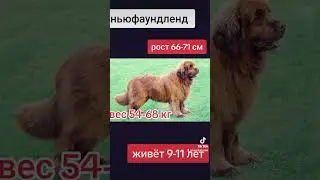 самые большие собаки