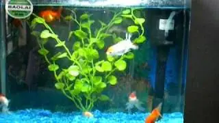 Pet Gold Fish