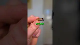 Eating Crickets For The First Time
