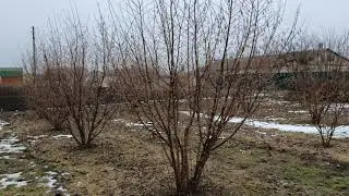Фундук для средней полосы России. Гибрид 42-19, краткий обзор.