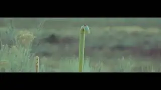 A7rii Tamron SP 150-600mm LA-EA4 Video Autofocus Performance