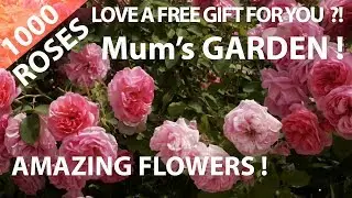 Love 1000 Roses for You ? Nature ! Happy Mother Garden.British Flowers in France.Hurryken Production