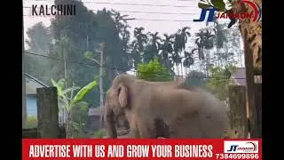 कालचीनी थाना अंतर्गत गंगोटिया चाय बागान के ग्रामीण इलाके में एक विशाल हाथी घुस आया।