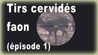 Tirs de cervidés : 