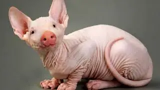 10 Weirdest Animals That Actually Exist!