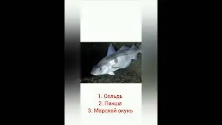 #рыбалка #рыба #еда #рецепт #юмор #мем
