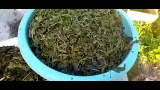 Важный момент при изготовлении Иван Чая в домашних условиях. Видео от Василия.