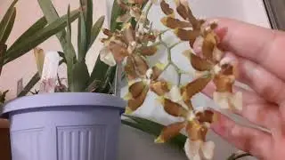 Комнатный гранат, фаленопсис, пахистахис. Видео о достижениях