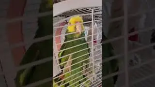 World Cup 2022 Qatar England Vs Senegal & Dory Getting Excited 🦜