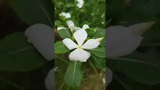 Flowers Photography 📸 | #shorts #youtubeshorts #photography