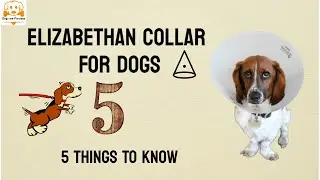 Elizabethan Collar For Dogs - 5 Important Tips | Cone Of Shame | Elizabethan Collar For Your Pet