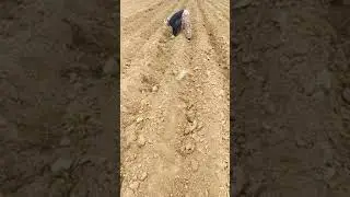 Atalık Tohum Fide Ekimi