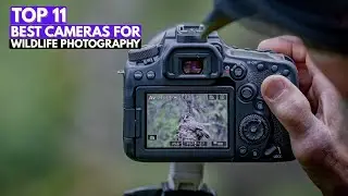 Top 11 Best Cameras for Wildlife Photography in 2026 🦁📷 (Fast & Sharp Picks)