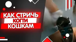 Как подстричь когти кошке или коту в домашних условиях видео инструкция.