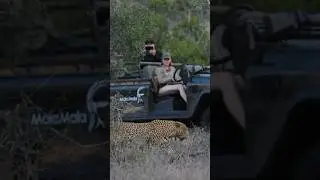 The Maxim’s male 🐆 