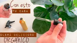 PERFUME/ AMBIENTADOR ORGANICO fácil 3 ingredientes que tienes en casa SIN AGENTES NOCIVOS