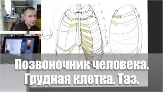 Позвоночник. Грудная клетка. Таз / Видеокурс /Пластическая анатомия - А. Рыжкин