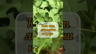Кто "дырявит" листики на розе