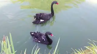 ФУТАЖИ. Пара черных лебедей на пруду.