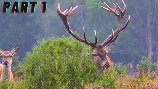 Red Deer Rutting Season