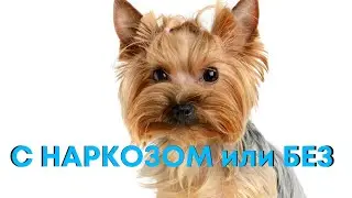 С наркозом или без