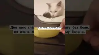 #домашнийприютмилосердие