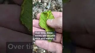 Signs of Beech Leaf Disease