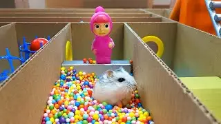 👣 ХОМЯК в ЛАБИРИНТЕ 🐹 [ Хомяк проходит лабиринт ]