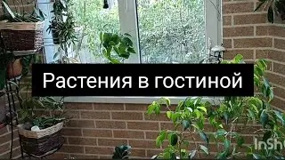 растения в гостиной
