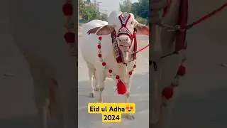 eid ul Adha2024 😍#eidulfitrexpecteddate2023 #eiduladha2024date #eiduladha