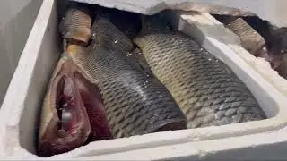 How to make delicious beer snacks out of carp?