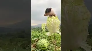 So cute !! #cute #pig #You Must Know #viral story #Wonderbot