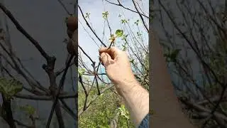 как обрезать КОРИЧНОЕ ПОЛОСПТОЕ