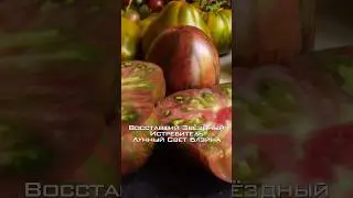 Томат для гурманов. Восставший Звёздный Истребитель Лунный Свет Блэйна.