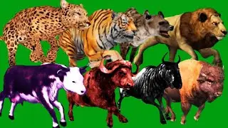 Green Screen Animals Stampede 2 Videos Green Screen Blue Screen Black Screen HD Video