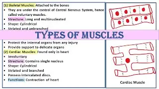 Types of muscles | Skeletal | Cardiac | Smooth