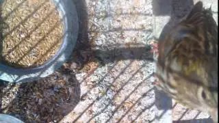 تغريد انثى البسبوس chante de femelle de serin cini