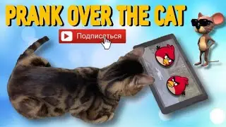 ПРАНКИ НАД МОИМ КОТОМ 😽 СМЕШНОЙ КОТ 😻 КОТ ИГРАЕТ В ИГРЫ НА ПЛАНШЕТЕ 🎥 PRANK OVER THE CAT