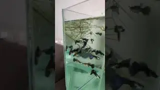 HD Blue Gappy fish